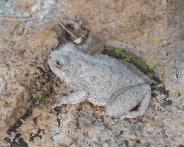 Estudio de fauna para inventario de biodiversidad